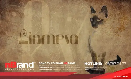 16 bộ font chữ đẹp dành cho những thiết kế dễ thương 34 16 bộ font chữ đẹp dành cho những thiết kế dễ thương 1679929672 884 16 bo font chu dep danh cho nhung thiet ke