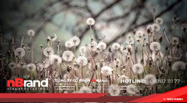 Bộ hình nền hoa bồ công anh tuyệt đẹp cho desktop của bạn 158 Bộ hình nền hoa bồ công anh tuyệt đẹp cho desktop của bạn anhdaidien2 6771